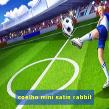 coelho mini satin rabbit